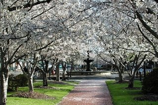 Cherry Blossom Trees - Macon has more cherry trees than Washington D.C.